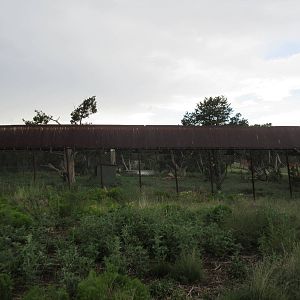 American Black Bear Exhibit