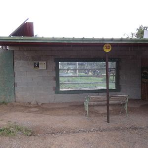 American Black Bear Exhibit