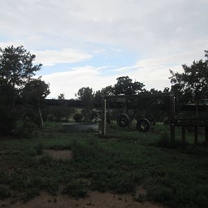 American Black Bear Exhibit