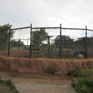 Coyote Exhibit