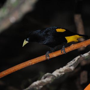Yellow-Rumped Caique