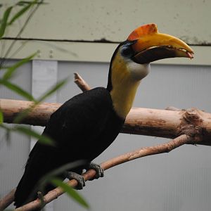 Wrinkled Hornbill
