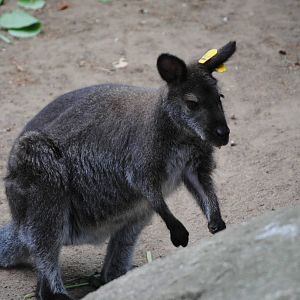Red-Necked Wallaby