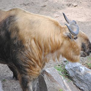 Sichuan Takin