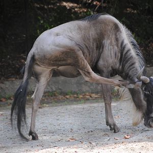 Eastern White-Bearded Wildebeest