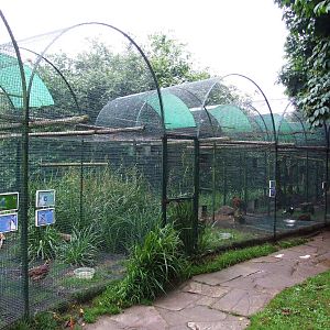 Pheasant Aviaries at Santillana del Mar, 13/06/15