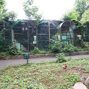 Tamarin Enclosures at Santillana del Mar, 13/06/15