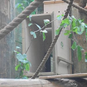 Travel crate in Colobus enclosure 2015.