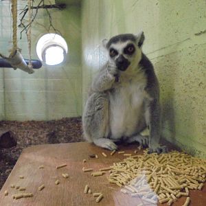 Ring-tailed Lemur - with lots of pellets! 2015.