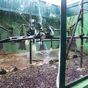 Monkey Enclosures at Santillana del Mar, 13/06/15