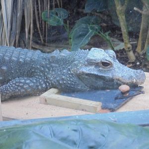 Dwarf Crocodile on travel crate 2015.
