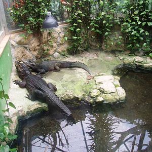 Dwarf Crocodiles at Santillana del Mar, 13/06/15