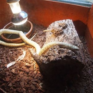 Desert Kingsnake at Santillana del Mar, 13/06/15