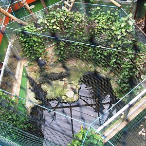 Crocodile Enclosure at Santillana del Mar, 13/06/15
