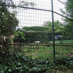 White Tiger Enclosure at Santillana del Mar, 13/06/15