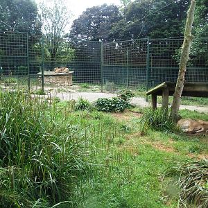 Asian Lion Enclosures at Santillana del Mar, 13/06/15