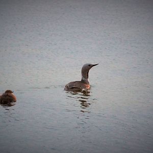 Red-throated Loons - Alaska