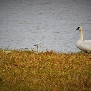 Tundra Swans - Alaska
