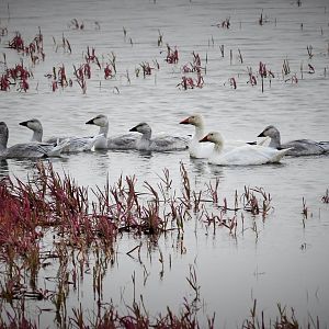 Snow Geese - Alaska