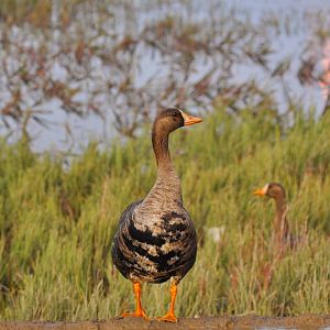 Greater White-fronted Goose - Alaska