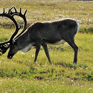 Caribou - Alaska