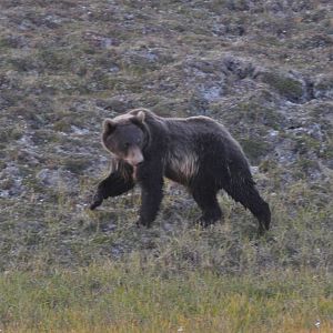 Brown Bear - Alaska