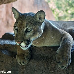 male puma
