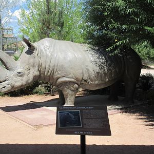 Boom Boom (White Rhino Statue)