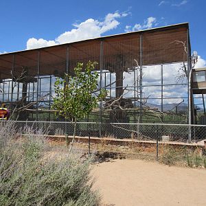 Community Aviary (6 Species)