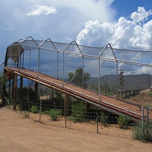 Tiger Ramp (allowing for movement between exhibits)