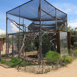 Ring-Tailed Lemur/Patagonian Cavy Exhibit