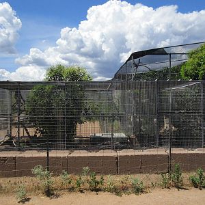 Argentine Black-and-White Tegu Exhibit