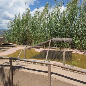 Spectacled Caiman Exhibit