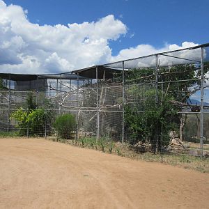 Common Marmoset/Desert Tortoise Exhibit - enormous!
