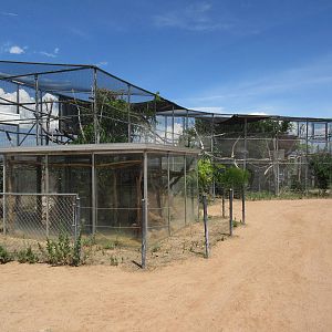 Common Marmoset/Desert Tortoise Exhibit - enormous!