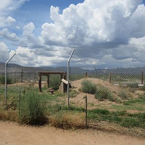 Bengal Tiger Exhibit