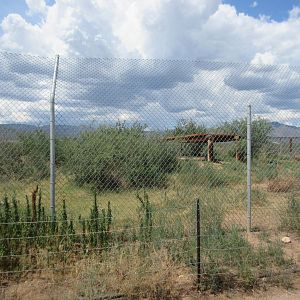 Bengal Tiger Exhibit