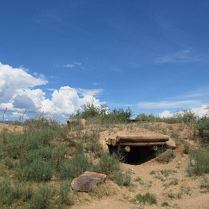 Bengal Tiger Exhibit