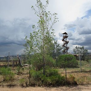 Bengal Tiger/African Lion/Black African Leopard Exhibit