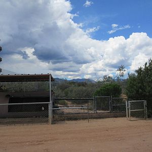 African Crested Porcupine Exhibit