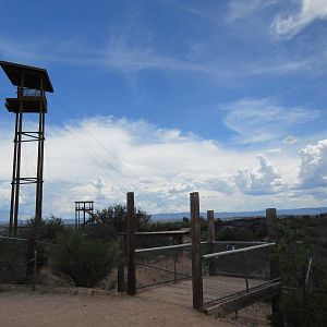 African Lion Exhibit (currently empty)