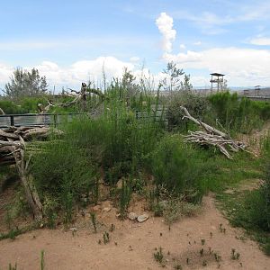 Argentine Black-and-White Tegu/Green Iguana Exhibit - enormous!
