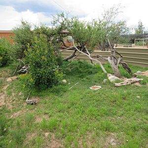 Argentine Black-and-White Tegu/Green Iguana Exhibit - see the tegu?