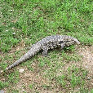 Argentine Black-and-White Tegu
