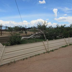 Green Iguana/Argentine Black-and-White Tegu Exhibit
