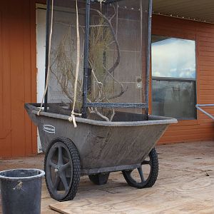 Temporary Lizard Exhibit