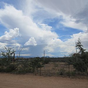 White Bengal Tiger Exhibit