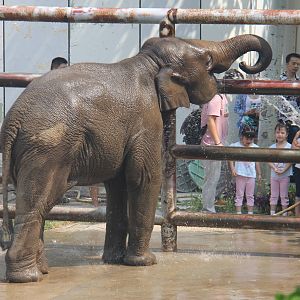 World Elephant Day, Ya Lu