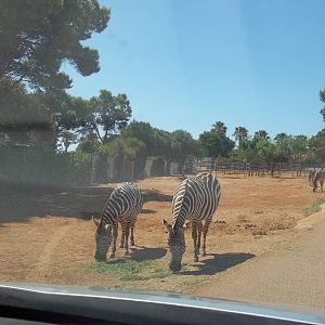 Common Zebra