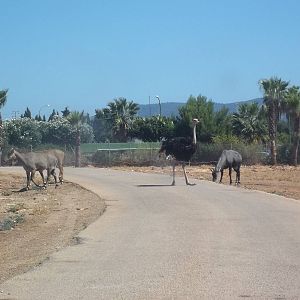 Nigali Antelope and Ostrich